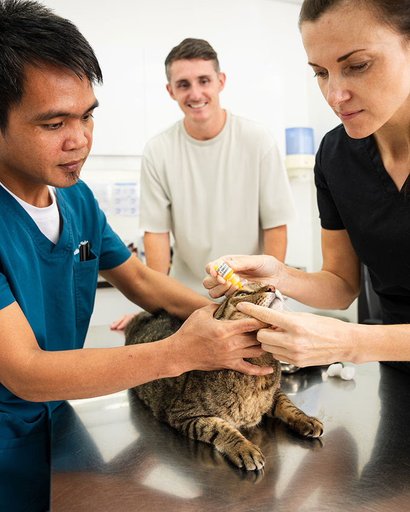 A veterinarian performing a check-up to a cat, one of the best business ideas in Dubai for beginners by myOffice
