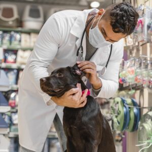 A picture of a dog getting treatment in a vet clinic in Dubai