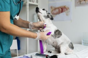 Picture of a dog in a vet clinic getting treated